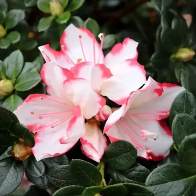 azalea-candy-stripe-