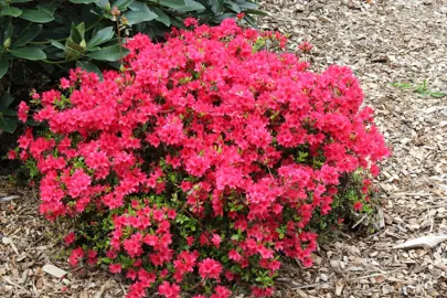 Azalea 'Christmas Cheer' plant with pink flowers.