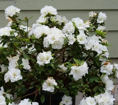 azalea-double-white-