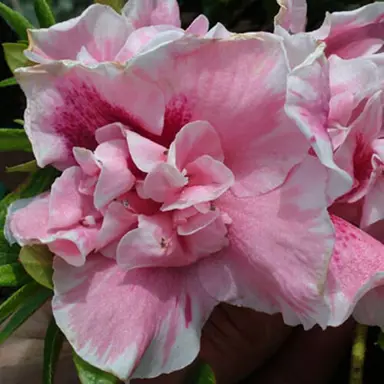 Azalea 'Empress Of India' double pink flowers.