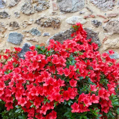 Azalea 'Fire Bird' plant with red flowers.