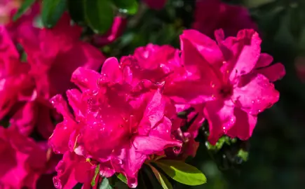 Azalea 'Garden Party'colourful, pink flowers.