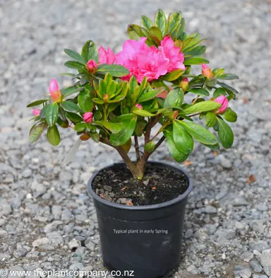 Azalea 'Garden Party' plant in spring for sale at The Plant Company nursery.