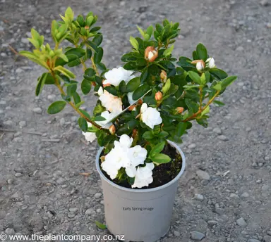 Azalea 'Gardenia Supreme' plant for sale at The Plant Company nursery in spring.