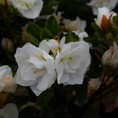 azalea-gardenia-supreme-1