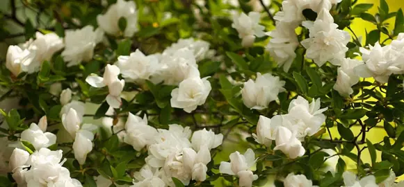 azalea-gardenia-supreme-3