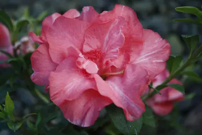 azalea-guanda-pink--2