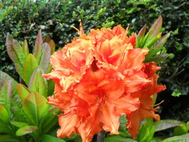 azalea-melford-flame-2