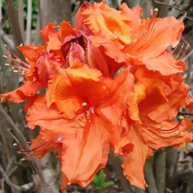 azalea-melford-orange-
