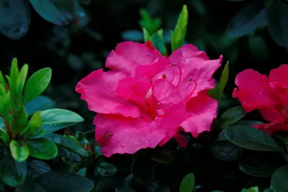 Azalea 'Only One Earth' elegant pink flowers amidst lush, green foliage.