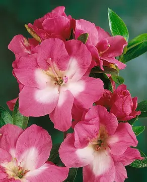 Azalea 'Orchid Gem' plant with pink and cream flowers.