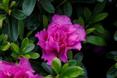 Azalea 'Pacific Twilight' dark pink flowers amidst lush, green foliage.
