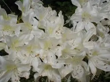 azalea-palestrina--1