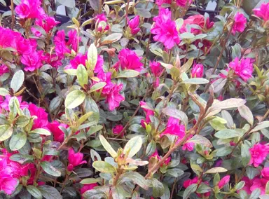 azalea-paradise-elfin--1