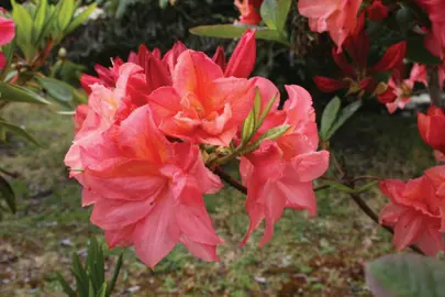 azalea-peachy-perfect-