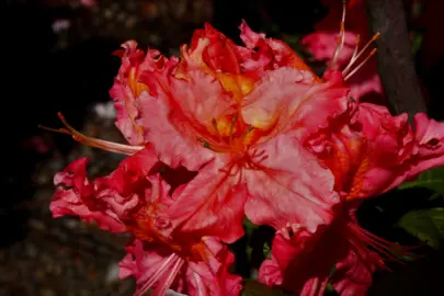azalea-persian-rose-1
