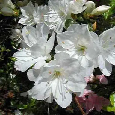 Azalea 'Popcorn' white flowers on a shrub.