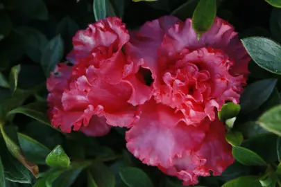 Azalea Red Frills red-pink flowers.