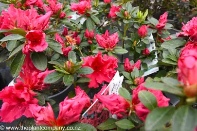 azalea-red-wings--2