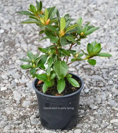 High-quality Azalea 'Red Wings' plants for sale in early spring at The Plant Company nursery.
