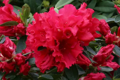 azalea-red-wings-