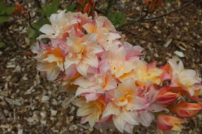 Azalea Soft Lights azalea flowers.