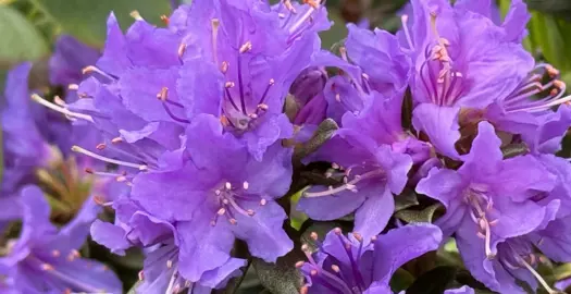Azalea Songbird purple-blue flowers.