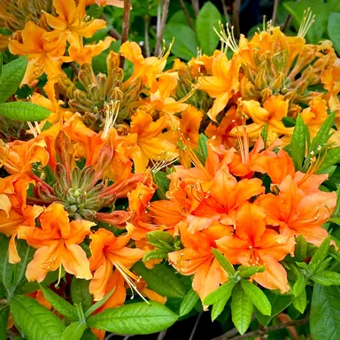 Azalea Tangerine Pom Pom orange flowers on a shrub.