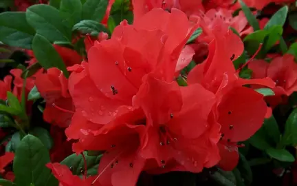 azalea-autumn-embers-2