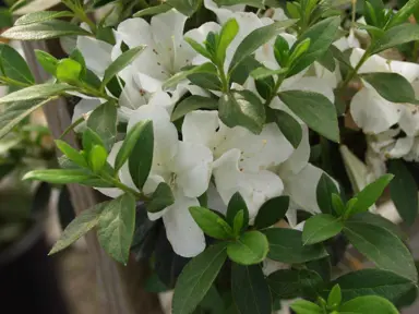 azalea-fielders-white-3