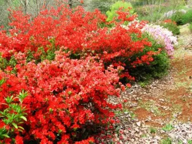 azalea-fire-tower-