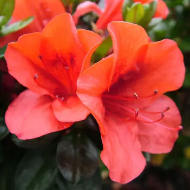 azalea-fire-tower-1