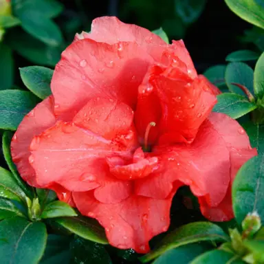 azalea-guanda-red-