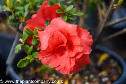 azalea-guanda-red-2