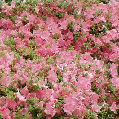 azalea-gumpo-pink-1