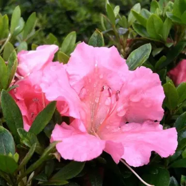 azalea-gumpo-pink-3