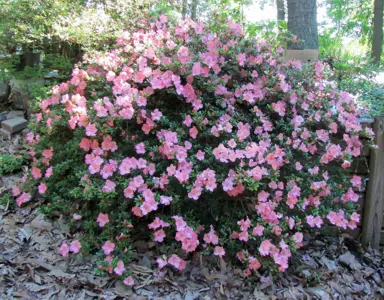 azalea-gumpo-pink-4