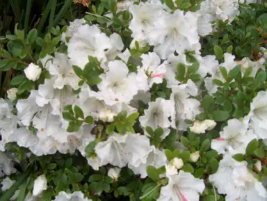 azalea-gumpo-white-3