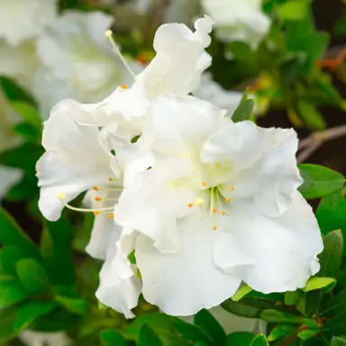 azalea-gumpo-white-4