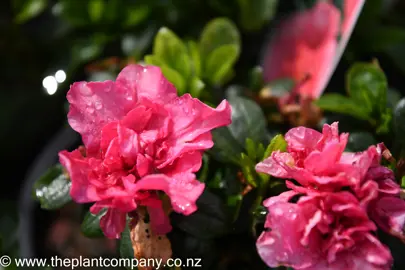 azalea-helmut-vogel-