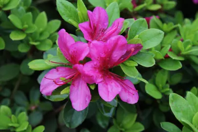 azalea-purple-glitters-3