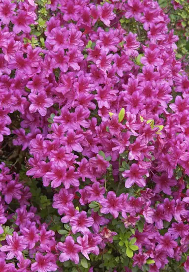 azalea-purple-glitters-4