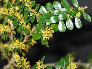 azara-microphylla-1