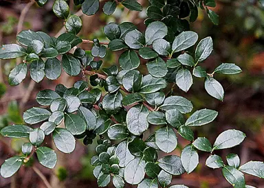 azara-microphylla-3