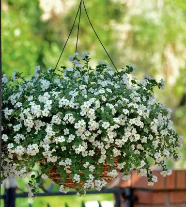 bacopa-double-white-1
