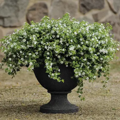 bacopa-double-white-2