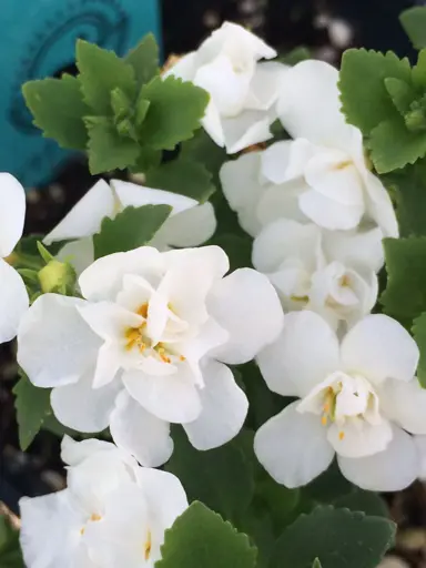bacopa-double-white-3