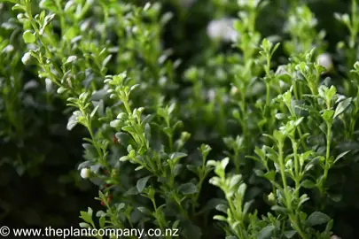 bacopa-double-white-4