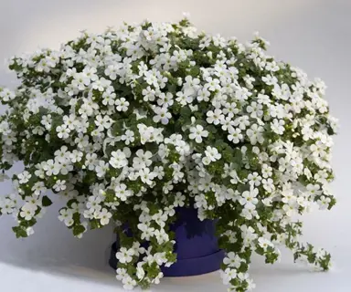 bacopa-epic-white-