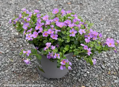 Bacopa 'Gulliver Violet' plant for sale in spring at The Plant Company nursery.